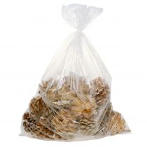 Prodotto Pigne Pinus Pinea pigne crema miste 5-18cm 25 pz