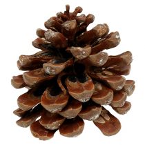 Pinus Pinea medio 10/14cm naturale 50p