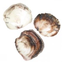 Conchiglie Capiz, Conchiglie Naturali, Oggetti Naturali Color Perla, Viola 4–16cm 430g