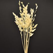Prodotto Erba a orecchie piatte Chasmantium Champagne 70cm 10 pezzi