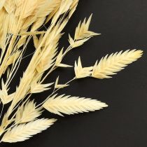 Prodotto Erba a orecchie piatte Chasmantium Champagne 70cm 10 pezzi