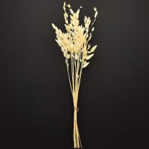 Prodotto Avena dei boschi Chasmantium secco Champagne 70cm 10pz