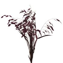 Prodotto Erba secca Chasmantium viola 70cm 10 pz