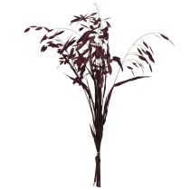 Prodotto Avena dei boschi Chasmantium secco Champagne 70cm 10pz