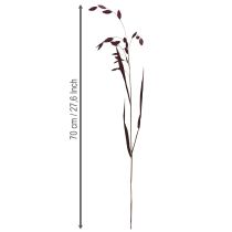 Prodotto Avena dei boschi Chasmantium secco Champagne 70cm 10pz