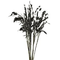 Prodotto Erba secca a orecchie piatte Chasmantium Black 70cm 10 pezzi