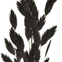 Prodotto Erba secca a orecchie piatte Chasmantium Black 70cm 10 pezzi