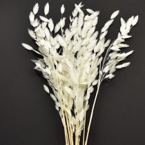 Prodotto Erba secca Chasmantium White 70cm 10 pz