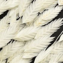 Prodotto Erba secca Chasmantium White 70cm 10 pz