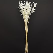Prodotto Avena dei boschi Chasmantium secco Bianco 70cm 10pz