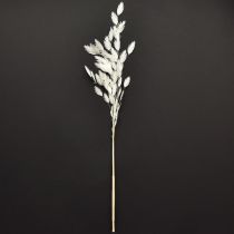 Prodotto Avena dei boschi Chasmantium secco Bianco 70cm 10pz