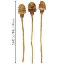 Prodotto Crema di Platyspermum 1-3, 50 teste