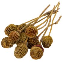 Prodotto Crema di Platyspermum 1-3, 50 teste
