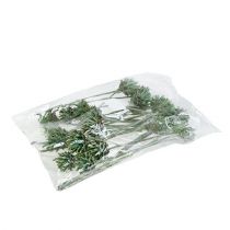 Prodotto Plumosum 1 Verde Smerigliato 25 pz