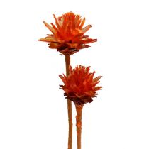 Prodotto Plumosum 1 Arancio 25 pz