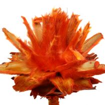 Plumosum 1 Arancio 25pz