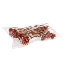 Prodotto Plumosum 1 Arancio 25 pz