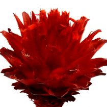 Prodotto Plumosum 1 Rosso 25pz