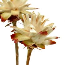 Prodotto Leucospermum 1-3 Mescolare la panna 100 teste