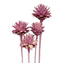 Prodotto Leucospermum 1 mora glassata 25 pz