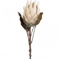 Protea Drylook Appassito Artificialmente Beige Marrone Verde 72cm