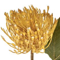 Prodotto Protea artificiale Leucospermum puntaspilli giallo 30 cm 6 pezzi
