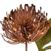 Prodotto Cuscino per spilli artificiale Protea Leucospermum viola 30 cm 6 pezzi