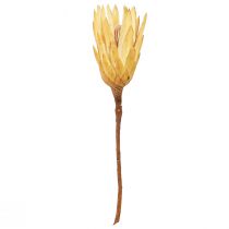 Prodotto Crema di Repen essiccato proteico 1a scelta 10-12cm 25 pz