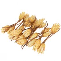 Prodotto Crema di Repen essiccato proteico 1a scelta 10-12cm 25 pz