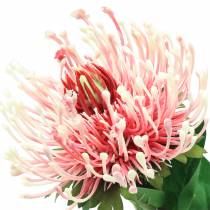 Prodotto Protea rosa artificiale 73cm