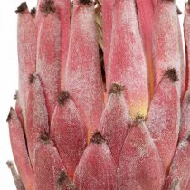 Artificiale Protea Fiore artificiale esotico rosso H55cm