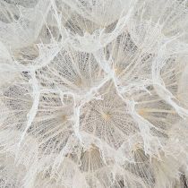 Prodotto Dente di leone decorativo bianco – delicati fiori secchi per composizioni eleganti Ø11cm 6 pz.
