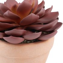 Prodotto Pianta grassa in vaso Echeveria artificiale rossa Ø15cm
