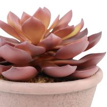 Prodotto Pianta grassa in vaso Echeveria artificiale rossa vintage Ø15cm H16cm