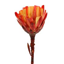 Repens Coppa rossa 25pz
