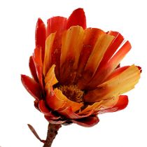 Repens Coppa rossa 25pz