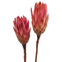 Prodotto Repens Erika 25 pz