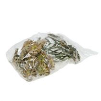 Prodotto Rosetta Repens verde satinato 8cm - 9cm 25 pz