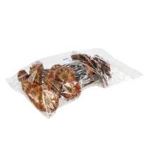 Prodotto Repens Rosetta Luce 8-9cm 25 pz