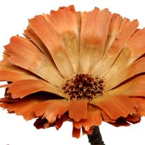 Prodotto Rosetta Repens Naturale 6-7cm 50 pz