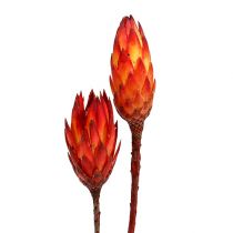 Repens rosso 2 toni 25pz