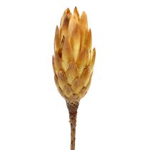 Prodotto Crema di repens 25 pz