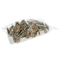 Prodotto Rosetta Repens 6-7cm bianco lavato 25 pz