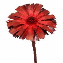 Repens rosetta rosso 8cm - 9cm 25p