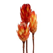 Repens rosso 25pz