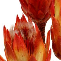 Repens rosso 25pz