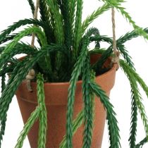 Prodotto Rhipsalis cactus in corallo artificiale appeso cesto H87cm
