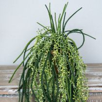 Prodotto Rhipsalis cactus in corallo artificiale appeso cesto H87cm