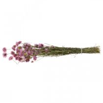 Prodotto Fiori secchi di elicriso rosa Acroclinium mazzo 20g