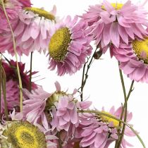 Prodotto Fiori secchi di elicriso rosa Acroclinium mazzo 20g